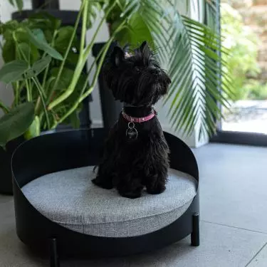 The beds currently available are designed for smaller dogs