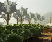 The project makes it possible to grow plants in the desert, for example
