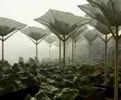 Spreading canopies shade crops during hot weather