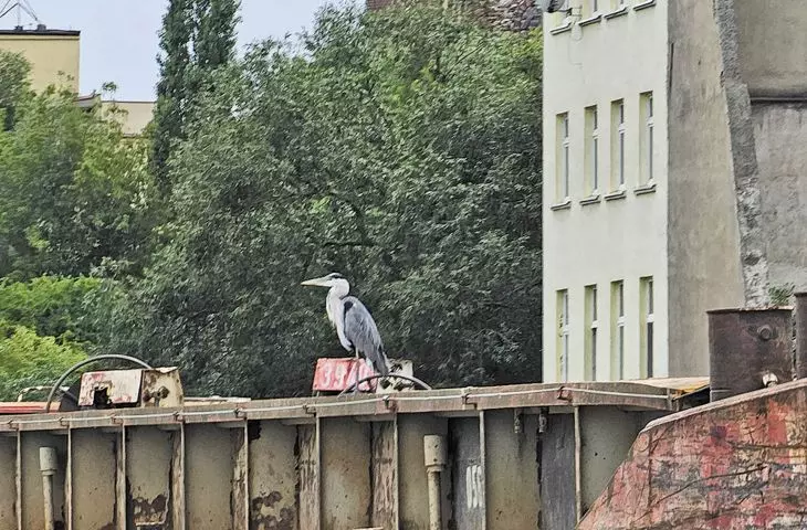 Herons are all over the water here