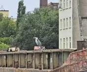 czaple są tu wszędzie nad wodą
