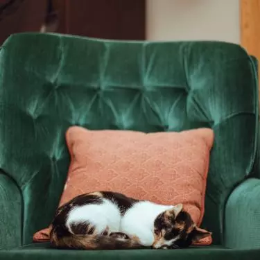 All plush fabrics are soft, abrasion-resistant and extremely durable. Unfortunately, they need to be vacuumed regularly, as they easily attract dander and allergens