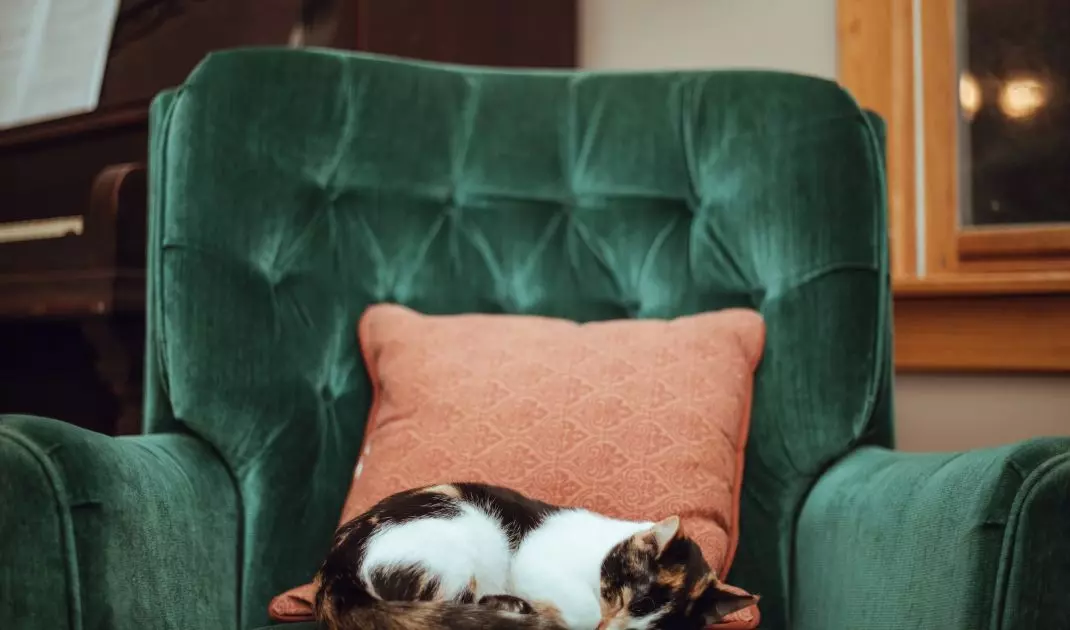All plush fabrics are soft, abrasion-resistant and extremely durable. Unfortunately, they need to be vacuumed regularly, as they easily attract dander and allergens