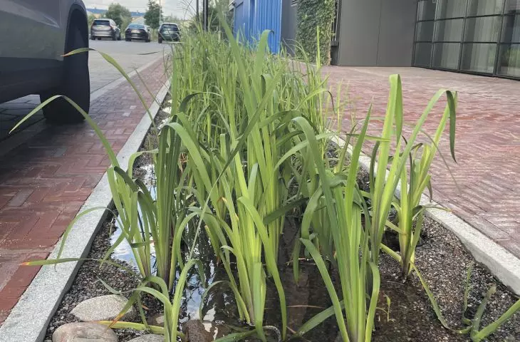 Doki Living development, greenery and rainwater management design: Rayss Group studio team