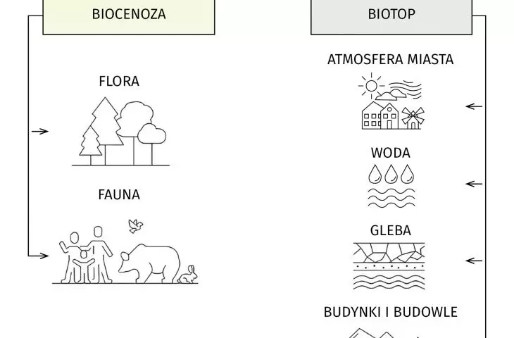 CITY ECOSYSTEM
