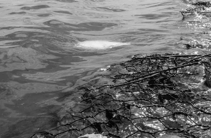 Dead fish at the dam of the Wloclawek Hydroelectric Power Plant