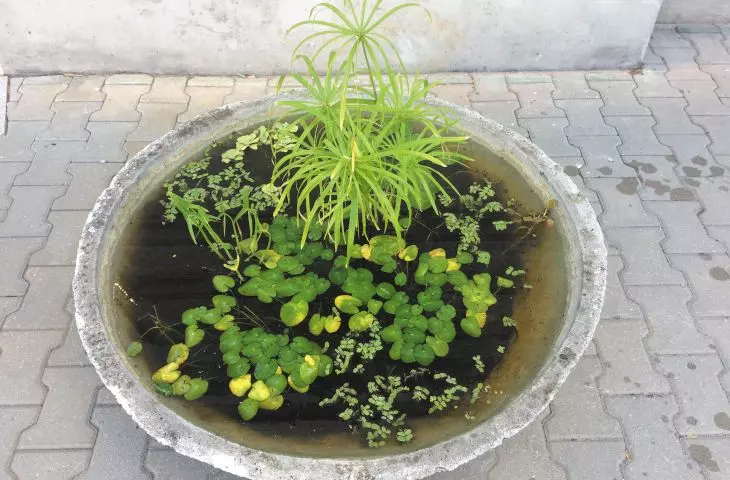 Water plant pot in front of Zachêta - National Gallery of Art, which CENTRALA has been running since summer 2018