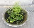 Water plant pot in front of Zachêta - National Gallery of Art, which CENTRALA has been running since summer 2018
