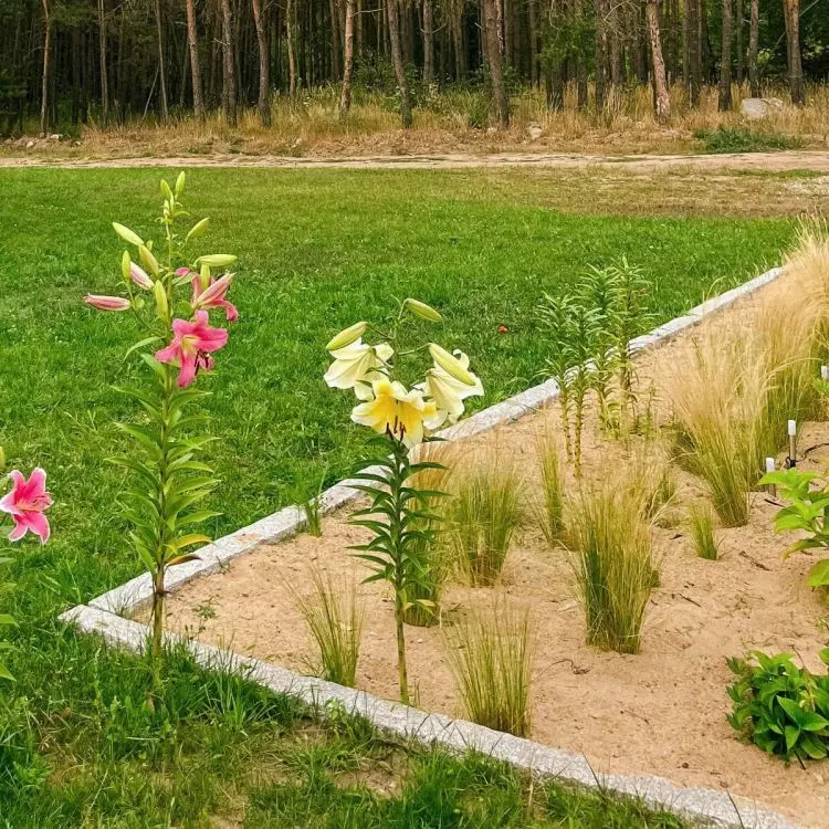 With a palisade you can easily separate flowerbeds from the lawn