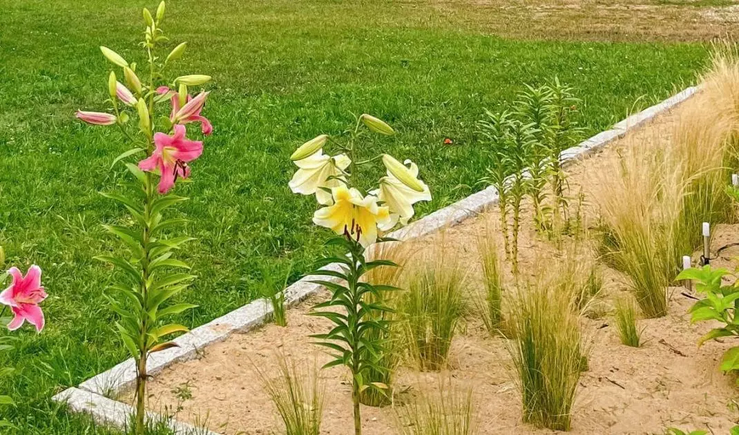 With a palisade you can easily separate flowerbeds from the lawn