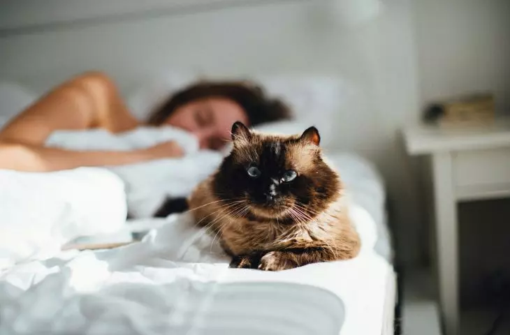 More than a third of Poles can't imagine a successful night without their favorite pillow