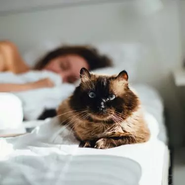 More than a third of Poles can't imagine a successful night without their favorite pillow