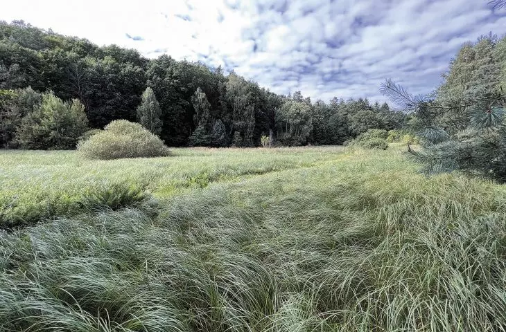 the problem of protecting natural ecosystems concerns not only large cities, but also smaller centers; the wetlands in Chodzież are an area whose value has been recognized not only by experts, but also by the local community