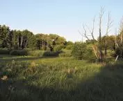 Our cities need wildness; pictured: a peat bog in Murowana Goślina