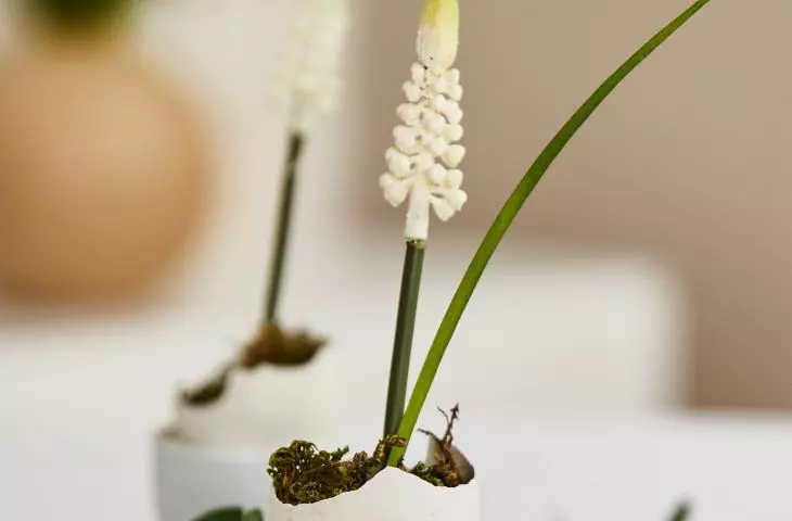 The shell can function as a mini flowerpot