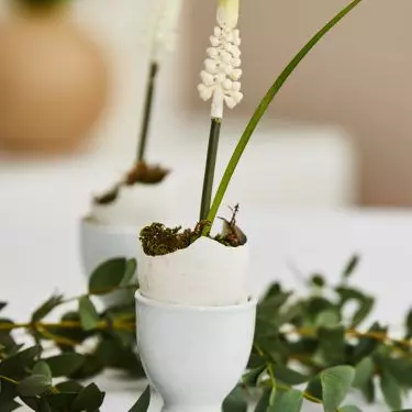 The shell can function as a mini flowerpot