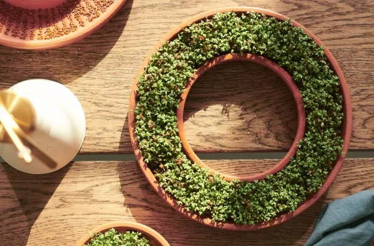A sprouter is a great gadget for growing herbs at home