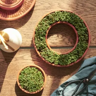A sprouter is a great gadget for growing herbs at home