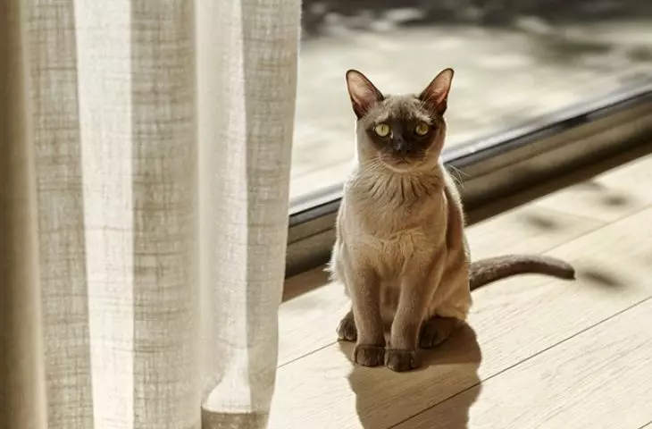 The house is inhabited by the cat Frida