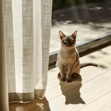 The house is inhabited by the cat Frida