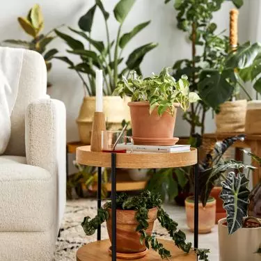 Put together different plants to create an interesting composition