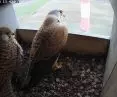 A pair of kestrels