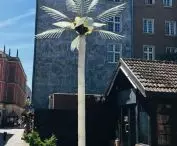 Removal of palm tree demanded by residents