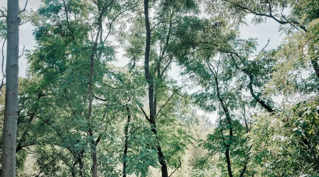 jak podkreśla Kasper Jakubowski, architekt krajobrazu, ingerencja w przyrodę była minimalna