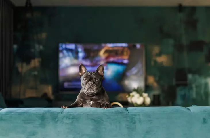 The apartment is also inhabited by a dog