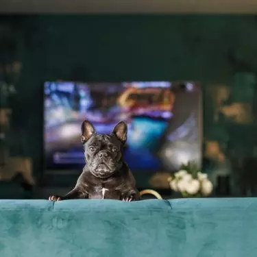 The apartment is also inhabited by a dog