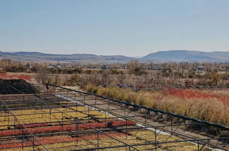 miejski las w Tbilisi w Gruzji (proj.: Ruderal)