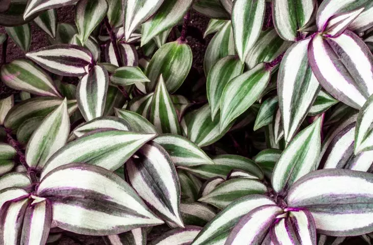 Striped daisy is not only aesthetically pleasing, but also relatively easy to care for
