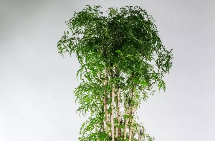 Polyscias fruticosa takes the form of a shrub or small tree