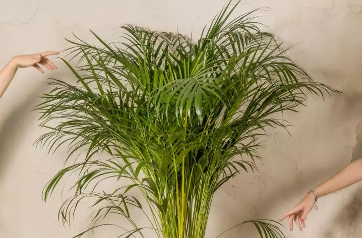 Areka palm will bring a touch of exoticism to the interior