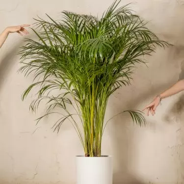 Areka palm will bring a touch of exoticism to the interior