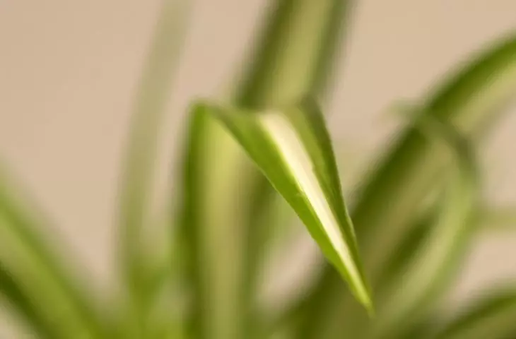 Zielista also improves air quality