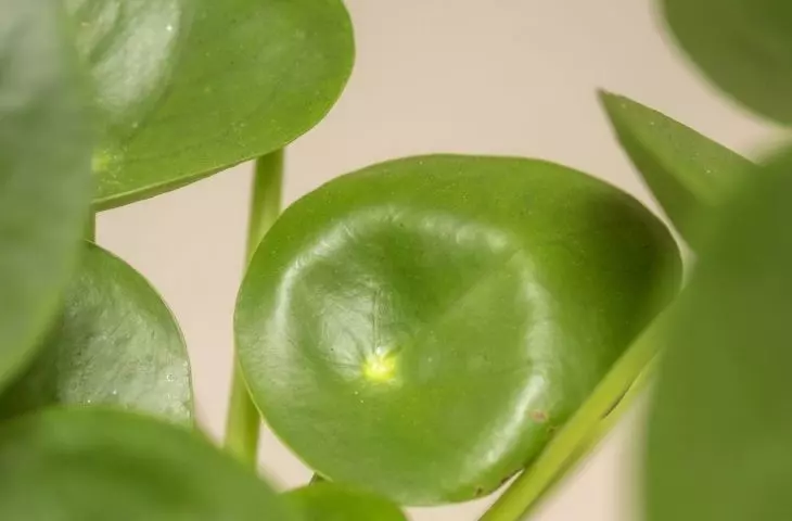 Pilea is also called pilea because of its original leaves