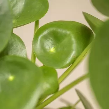Pilea is also called pilea because of its original leaves