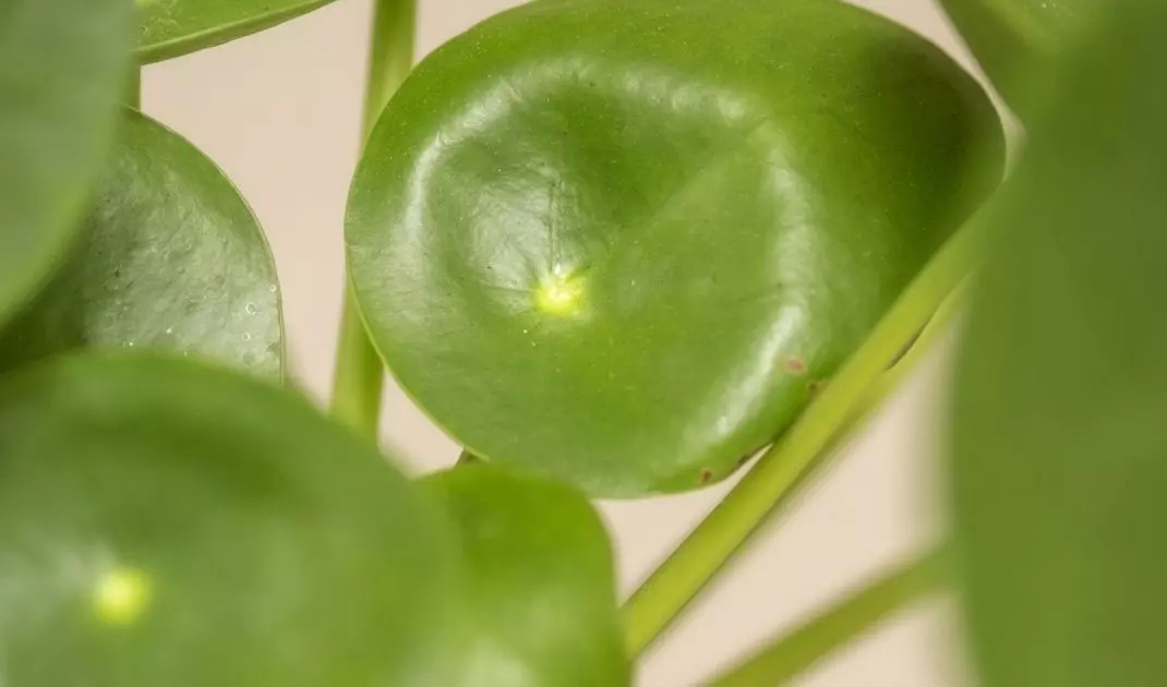 Pilea nazywana jest również pieniążkiem ze względu na swoje oryginalne liście