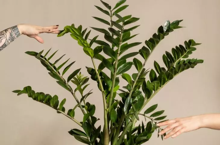 Zamoculcas zamiolistas is one of the most hardy potted plants