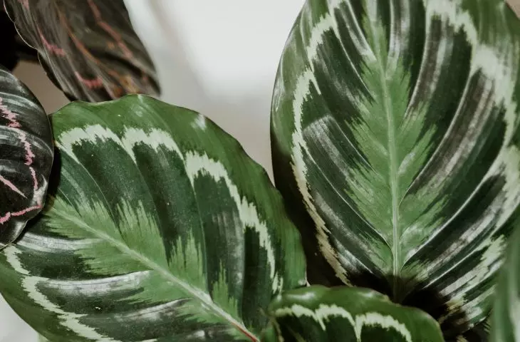 Calathea is showy but demanding to care for