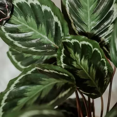 Calathea is showy but demanding to care for