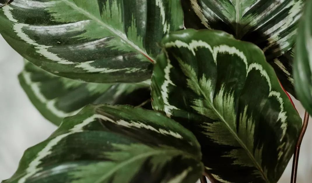Calathea jest efektowna, ale wymagająca w pielęgnacji