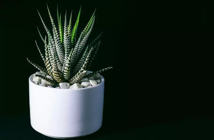 Haworsia grows slowly and does not require frequent repotting