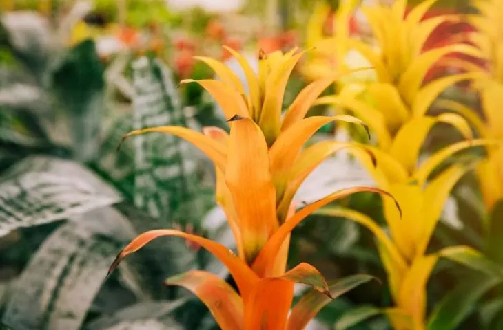 Guzmania draws attention with its colorful flowers