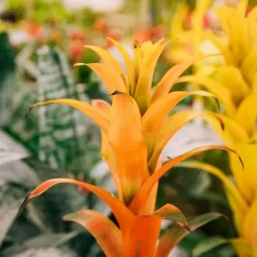 Guzmania draws attention with its colorful flowers