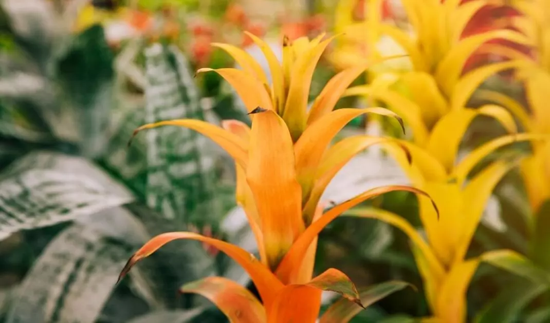 Guzmania zwraca uwagę swoimi kolorowymi kwiatami