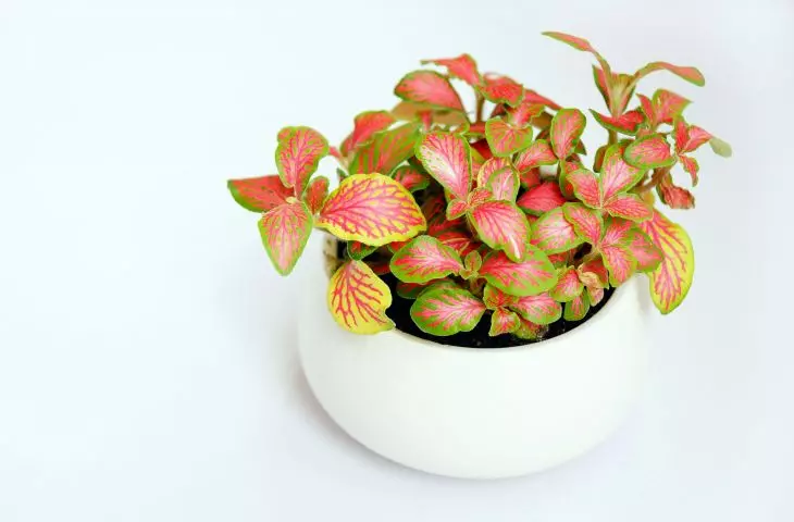 Phytonia likes high humidity