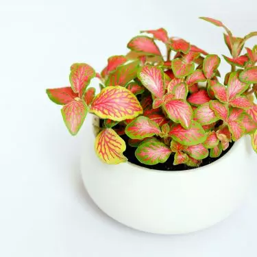 Phytonia likes high humidity