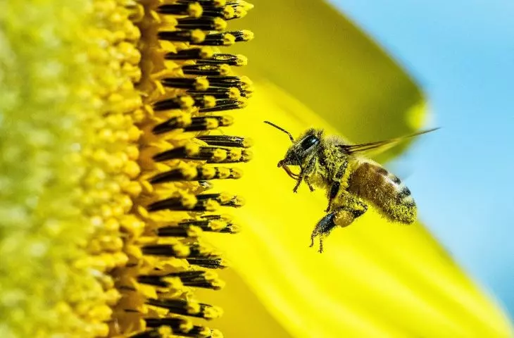 Limit the use of pesticides